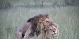 Mucho cariño entre dos leones machos en el parque Botsuana, al sur de África.