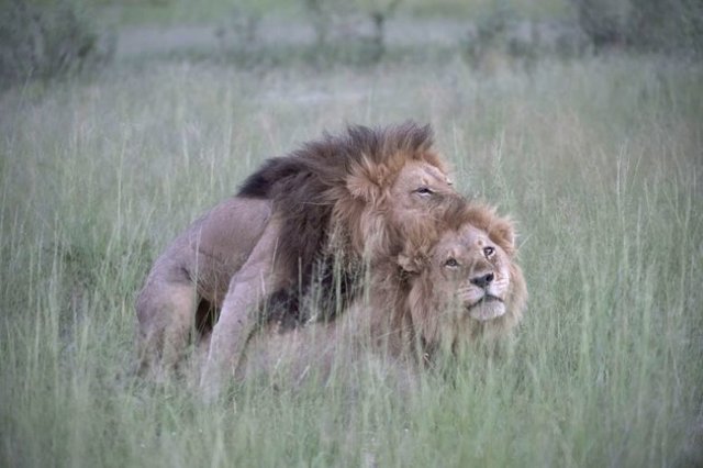 Mucho cariño entre dos leones machos en el parque Botsuana, al sur de África.