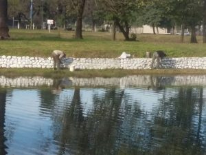 Alrededores del Lago San Miguel