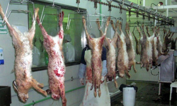 20130731171614_carne_liebre_07