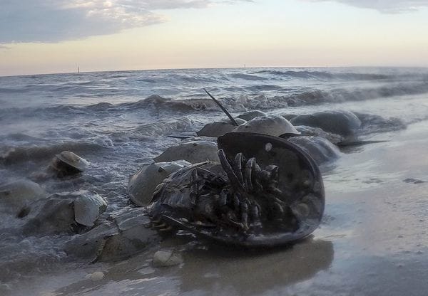 cangrejos-herradura-delaware-02