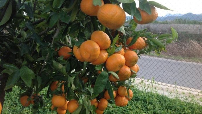 manda_ri_na_1009_crop1505097740866.jpg_345970201