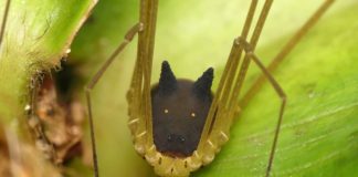 Araña cara de perro