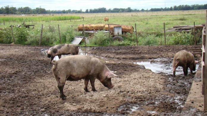criadero-de-chanchos