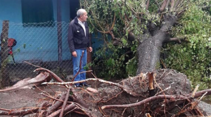 temporal-caida-arbol