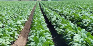 Plantación-de-tabaco-Burley