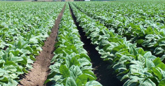 Plantación-de-tabaco-Burley