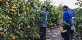 Limones
