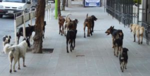 Se-multiplican-los-perros-callejeros