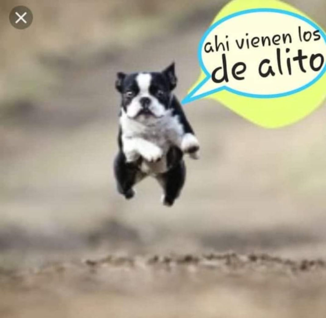 Memes-Alito-Assan-y-el-perro-verde