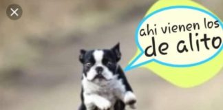Memes-Alito-Assan-y-el-perro-verde