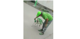 Perro-pintado-por-gente-de-Assan