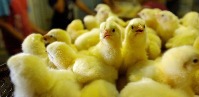 criadero-de-pollitos-en-alemania