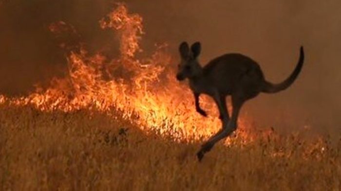 Incendios-en-Australia-canguro-huyendo