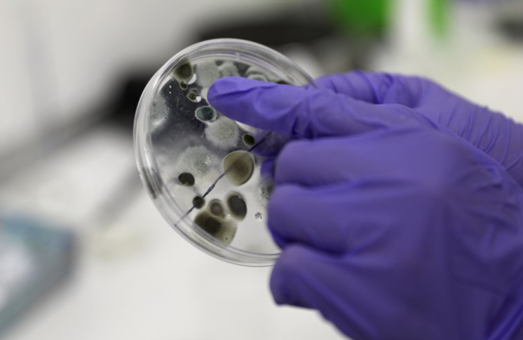 pandemia pandemia.png