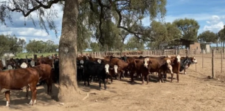 vacas.png