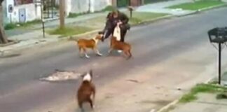 perros
