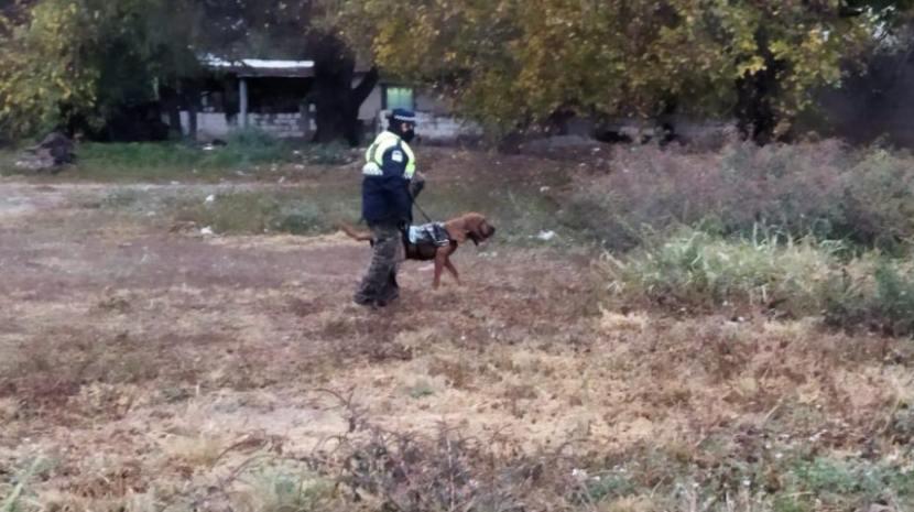 wanda-plena-busqueda-898583-095559 perra