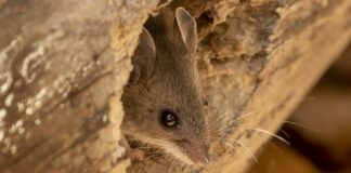 Hantavirus en Tucumán