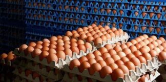 huevos