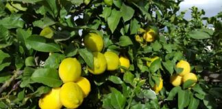 limones