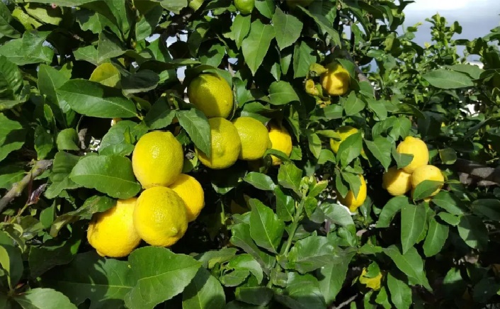 310b1d07-7ba0-4ace-acec-7c22365f85f1 limones