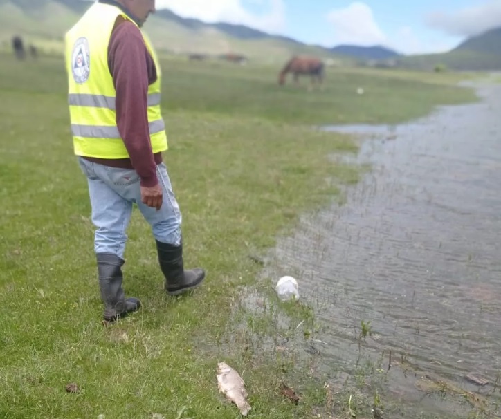 654aad3b-687e-4c9a-9312-f74abd219f5f peces