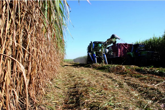 0ede68ca-dbc9-4d2f-91f7-8c70f0dd8302 zafra