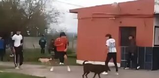 pelea