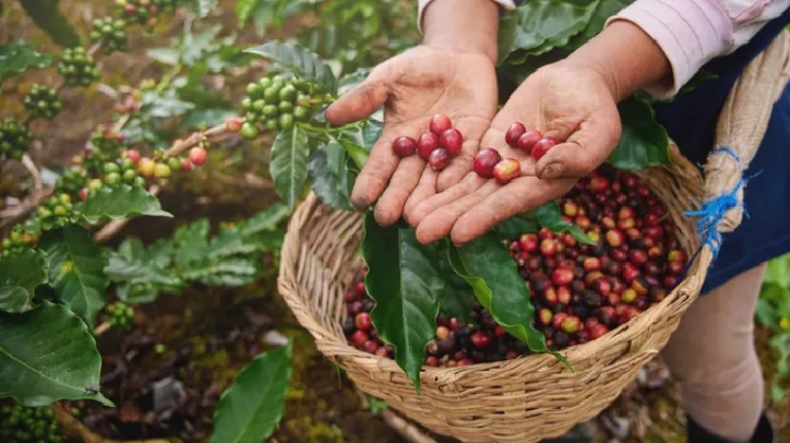 6692ebf5-7056-4eec-be15-5a90c0bdbd32 cafe