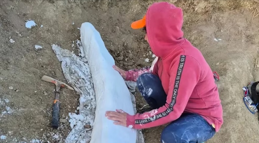 6692ebf5-7056-4eec-be15-5a90c0bdbd32 colmillo