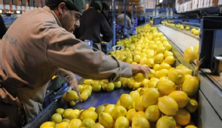 6692ebf5-7056-4eec-be15-5a90c0bdbd32 limones