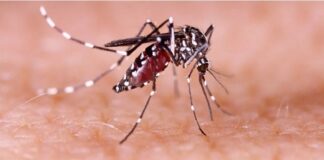 mosquito