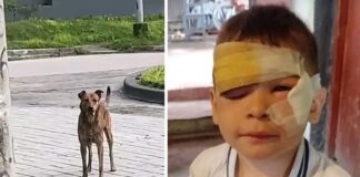 perro