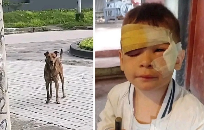 6692ebf5-7056-4eec-be15-5a90c0bdbd32 perro