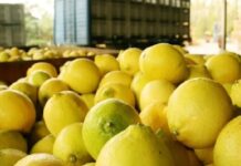 Prevén un 2026 con una cosecha limonera superior, pero las lluvias preocupan limones