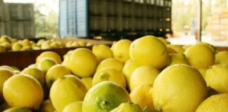 Prevén un 2026 con una cosecha limonera superior, pero las lluvias preocupan limones
