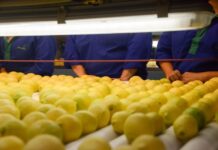 Exportaciones de limón crecieron un 36% en valor y un 50% en volumen limones