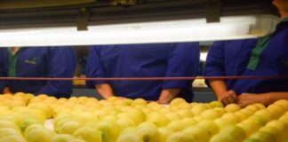 Exportaciones de limón crecieron un 36% en valor y un 50% en volumen limones