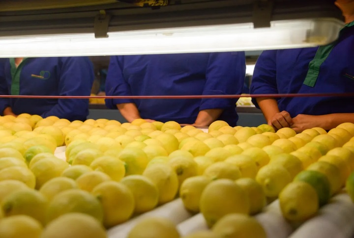 6692ebf5-7056-4eec-be15-5a90c0bdbd32 limones