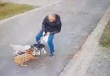 Deben indemnizar a un vecino por el ataque de dos perros en un barrio privado perros