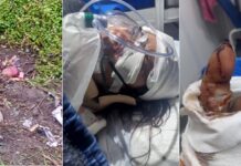 Una mujer fue salvajemente golpeada, violada y dejada por muerta en Monteros policiales