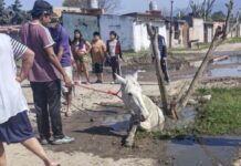 Manantial Sur: un caballo quedó atrapado en un pozo y vecinos reclaman una solución manantial