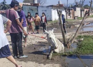 Manantial Sur: un caballo quedó atrapado en un pozo y vecinos reclaman una solución manantial