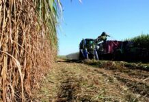Zafra azucarera: los ingenios van moliendo 7.869.352 toneladas de caña bruta caña