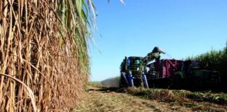 Zafra azucarera: los ingenios van moliendo 7.869.352 toneladas de caña bruta caña
