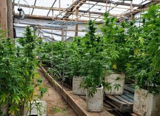 Una persecución permitió hallar dos invernaderos con 194 plantas de marihuana marihuana