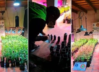 Encontraron un invernadero con 500 plantas de marihuana en una finca de Simoca droga