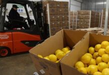 Tucumán creció 17,9% en exportaciones el primer semestre y proyecta U$S 900 millones limones