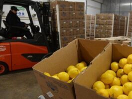 Tucumán creció 17,9% en exportaciones el primer semestre y proyecta U$S 900 millones limones